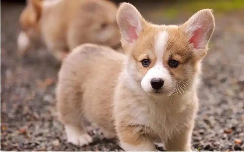 十大宠物犬名称及图片(最好看的狗狗品种)