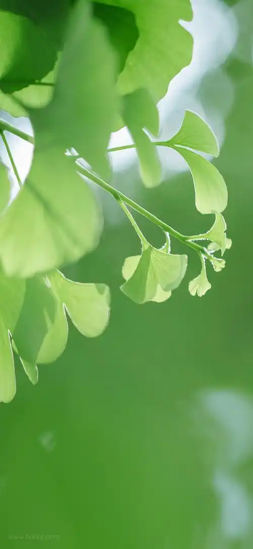 护眼绿叶手机壁纸竖屏高清