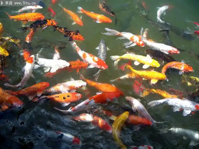 池塘金鱼图片水中鱼摄影图片