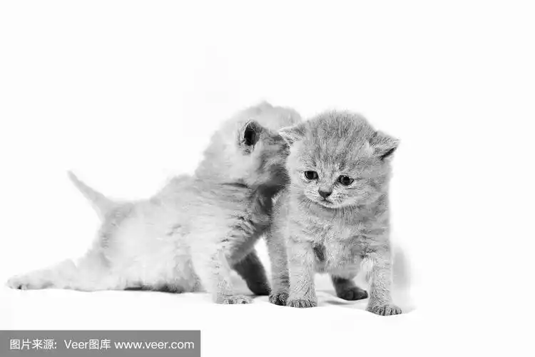 小猫,两只动物,黑白图片,水平画幅,小的