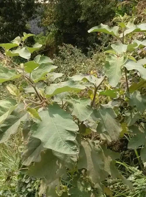 有谁认识这是什么植物,有什么用途.