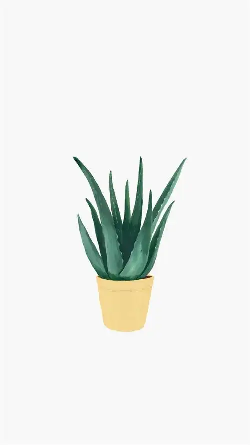 小清新手绘植物插画高清手机壁纸