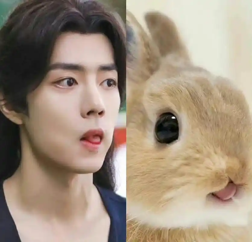 肖战撞脸狗狗表情包,还有猫猫兔兔……不能说像只能说是一模一样,哈哈