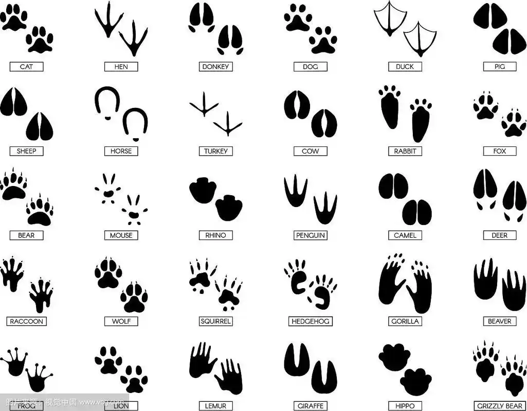 动物的脚印动物的脚剪影青蛙