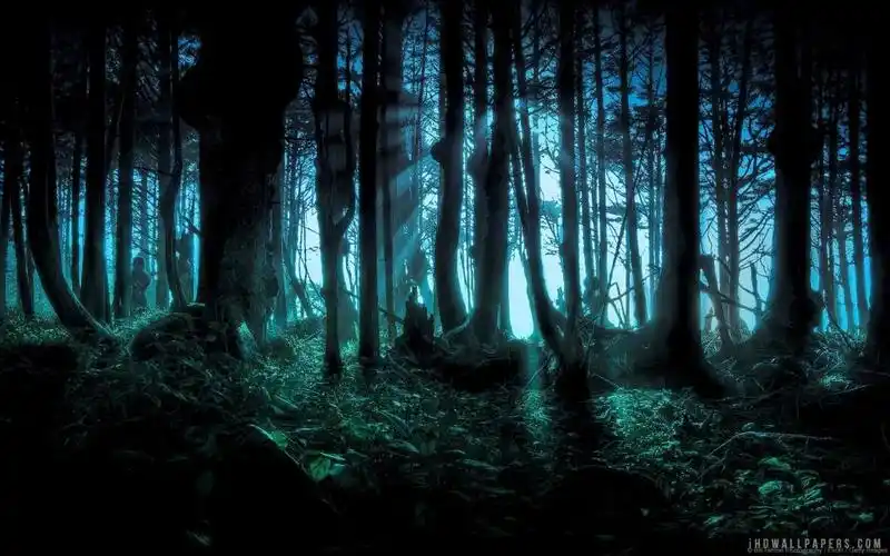 阴森森林壁纸
