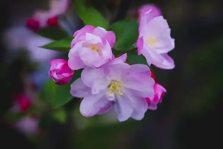 海棠花溪花满堂—拍摄于2020年4月2日