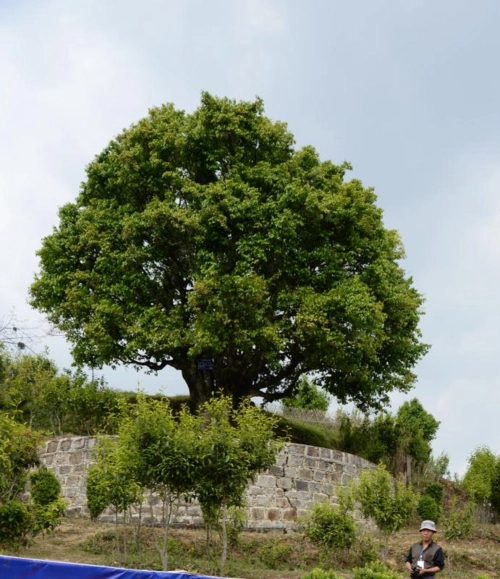 一棵地球上最古老的茶树