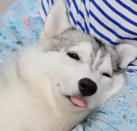 原来哈士奇和二哈的区别,从舌头就可以看出来