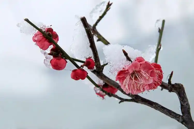 梅花雪