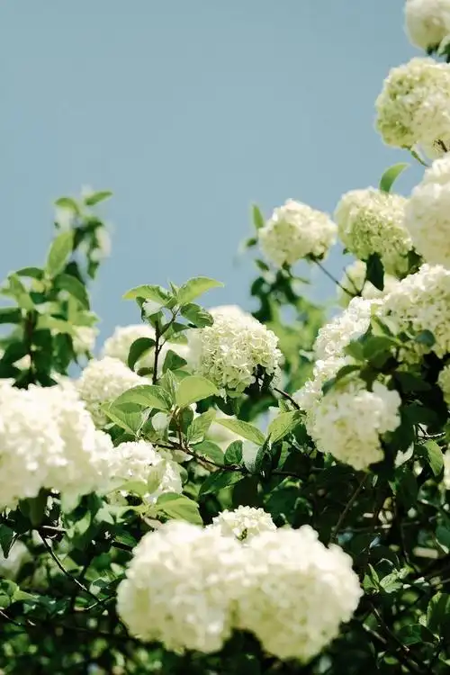 春天不能错过的绣球花