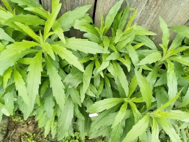 飞蓬草是农村很稀松常见的一种野草,小的时候贴地生长,长大的时候可以