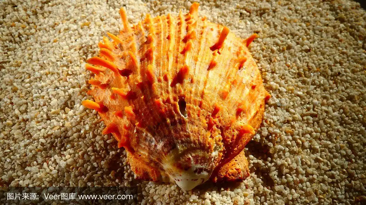 橙色,贝壳,背景,特写,沙子