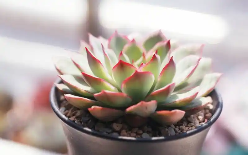 多肉植物绿色护眼高清宽屏电脑桌面壁纸