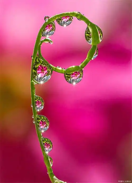 你是荷花 洁白无瑕 你是逗留在草尖上的露珠 担心把你触洒 你是眨巴着