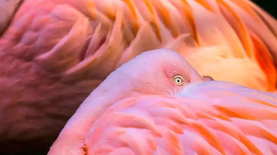 首页 动物与鸟 火烈鸟 火烈鸟粉红色的羽毛,眼睛 壁纸 / 1920x1080 全