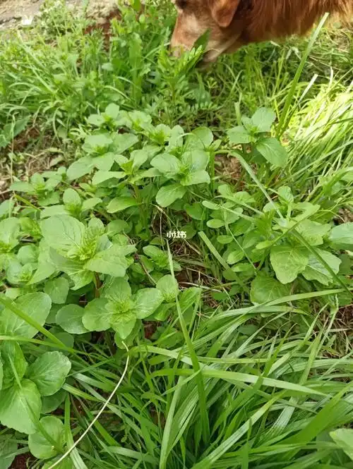 特肥大的土薄荷