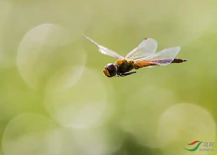 飞行的蜻蜓
