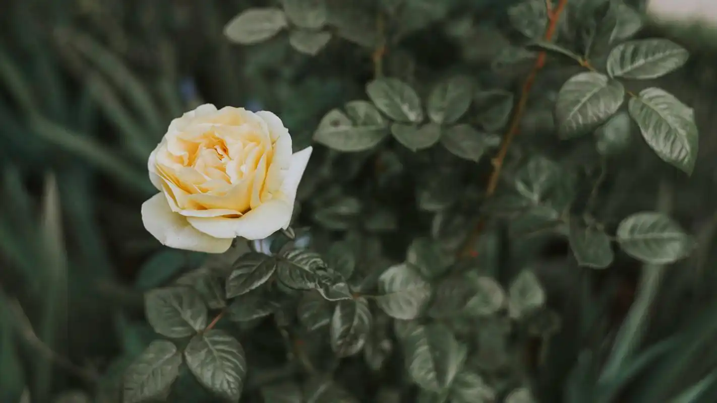 唯美小清新花卉治愈系高清桌面壁纸