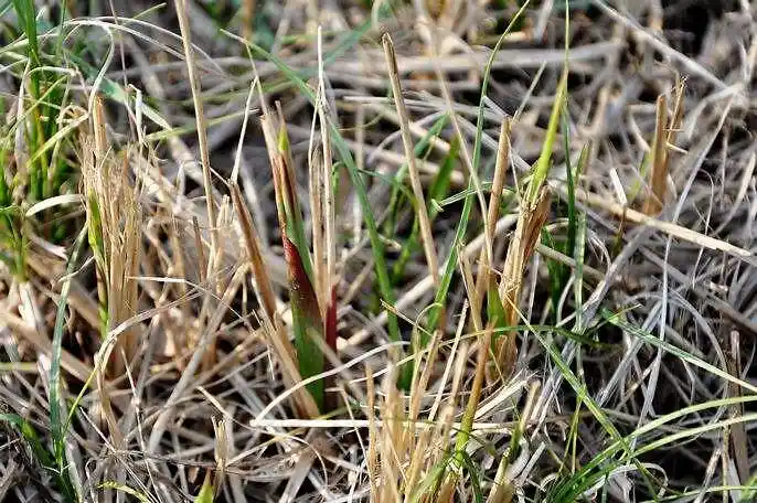 农村野外的茅针现在很受热捧回老家种植茅草是否可行呢