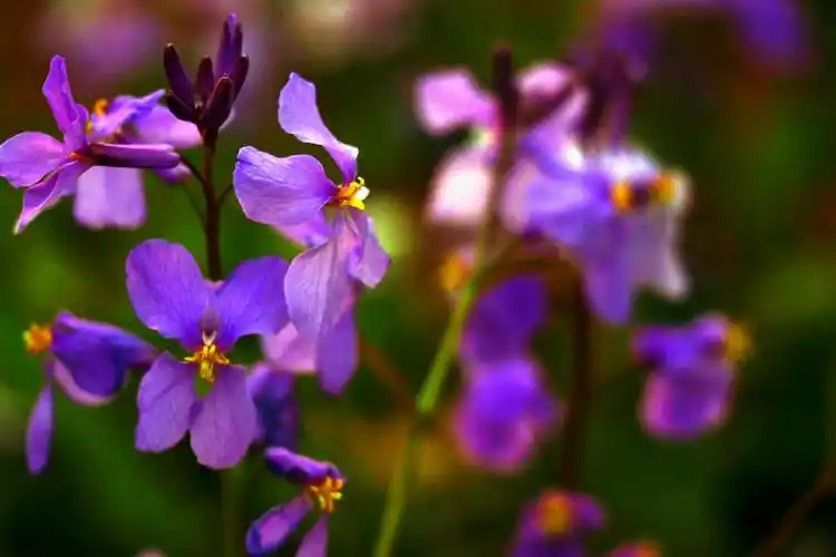 紫气东来,蓝色的天空,紫色满园.