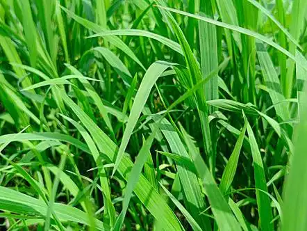 绿草青青绿草青青绿草青青小草小草小草小草小草小草小草小草小草小草