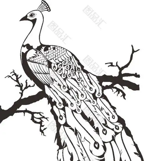 黑白枝头的孔雀素材