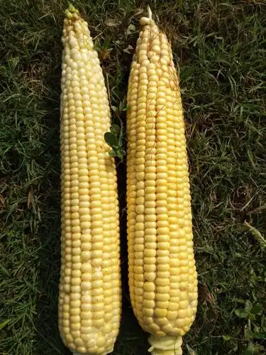 新鲜玉米,穗大粒饱,营养丰富