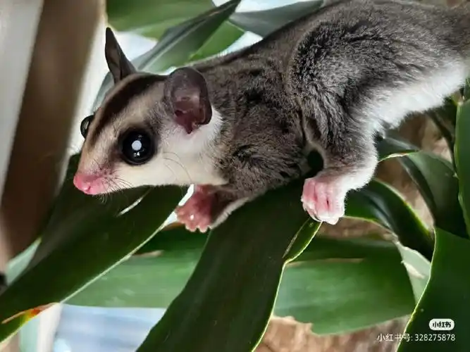 《关于蜜袋鼯白内障这件事》