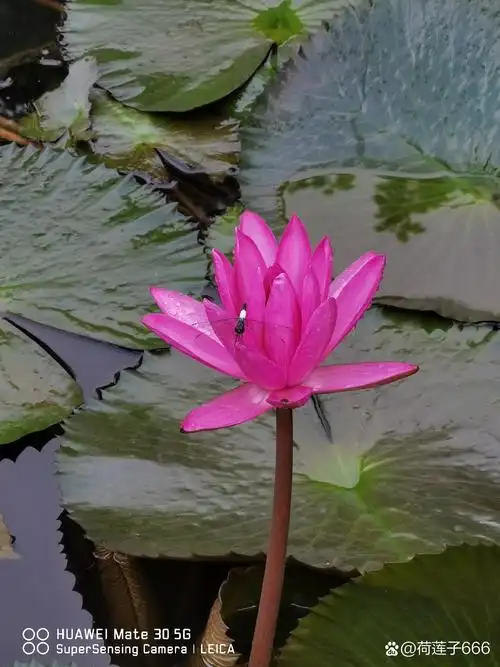 在野象谷偶拍一只调皮的小蜻蜓立在荷花的上头, 蜻蜓与荷叶相依偎的