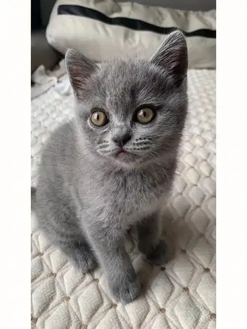 蓝猫两只公一只母