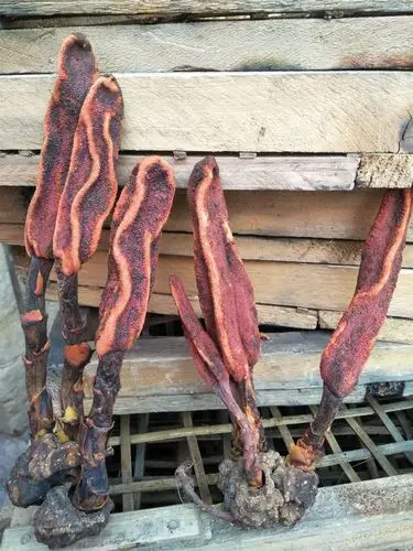 广西壮乡中草药 野生 好选货 草苁蓉 顶天柱 不老草 回春草 壮阳草 不