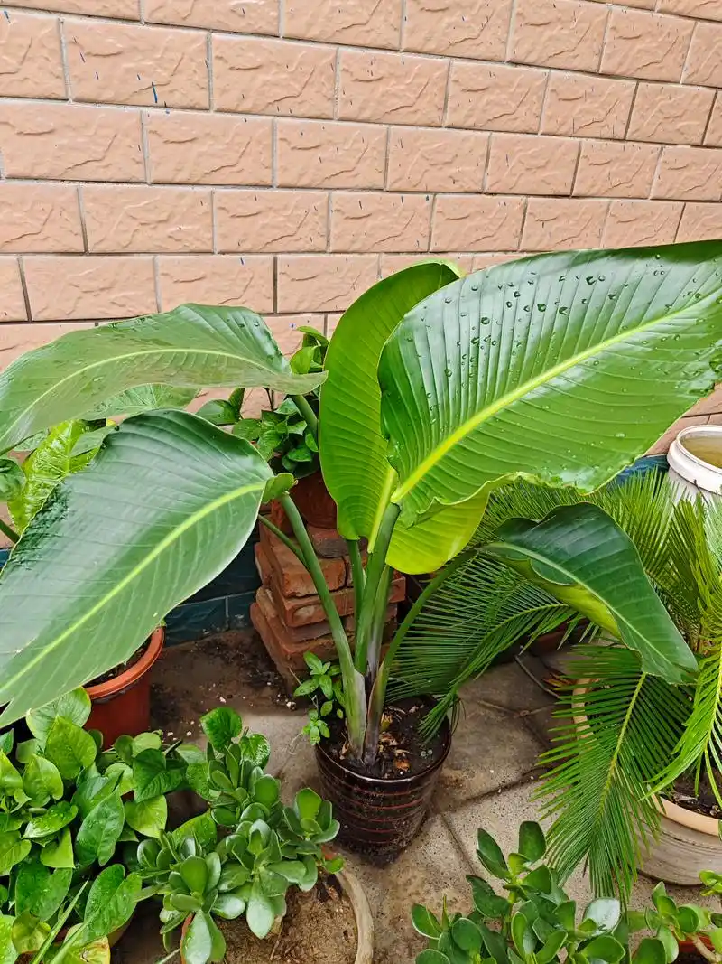 注意3点能让天堂鸟长得好  天堂鸟是一种很漂亮的大绿植,叶片又肥又大