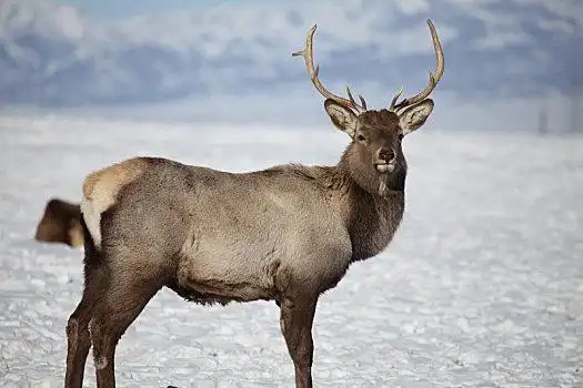 天山马鹿图片_天山马鹿图片大全_天山马鹿图片素材