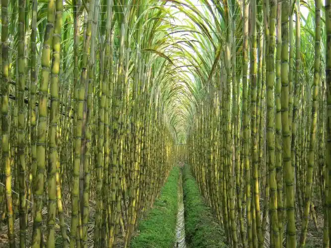 冲不出十面埋伏的甜蜜