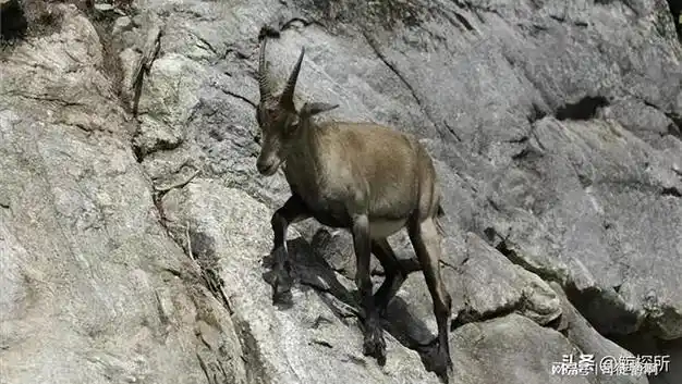 蹄子又钝又硬的山羊,天生就会"飞檐走壁",一生都生活在悬崖上|猴子|动