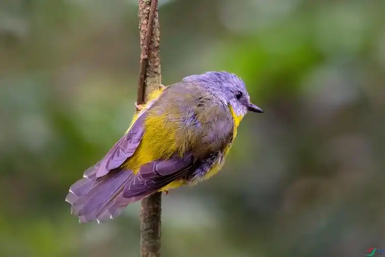 一只漂亮小林鸟