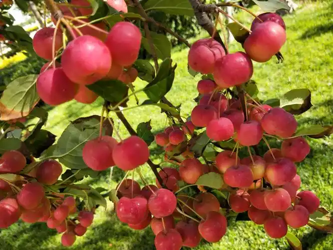 北美海棠果实可以吃吗?怎么吃才安全呢?