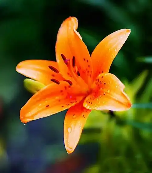 百合花图片大全大图 鲜花(百合花不同颜色品种花语)