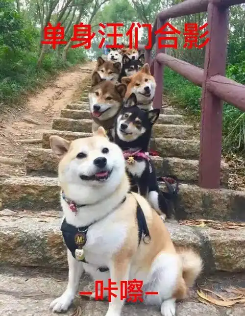 单身汪们合影 -咔嚓- - 祝大家早日脱单_单身狗_ddoge_萌萌哒表情
