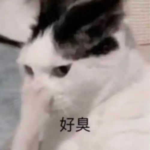 好臭(猫咪捂嘴表情包)