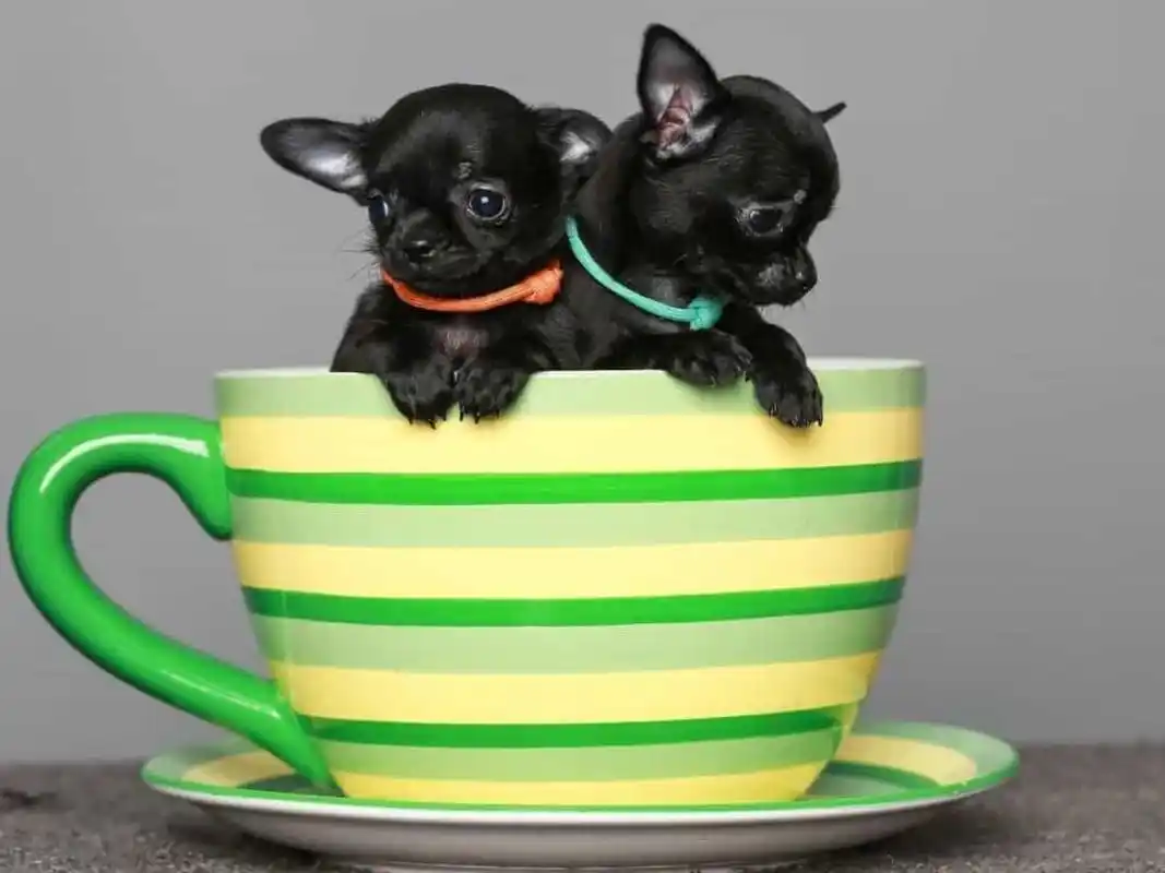 看完想掐死狗贩子?萌化了的茶杯犬,到底是怎么来的?