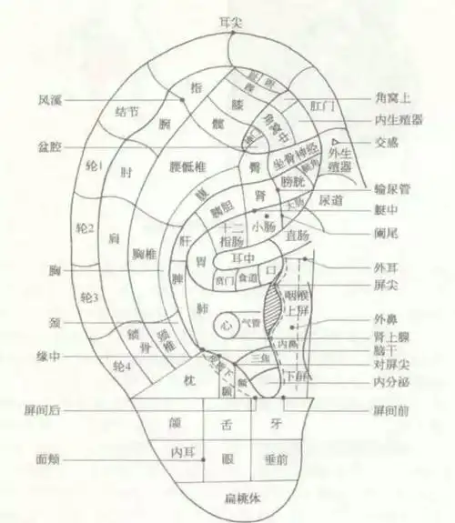 耳部穴位图