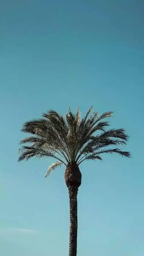 精彩文章分享:微信头像 非常nice 超可的微信头像来喽 2022虎年姓氏