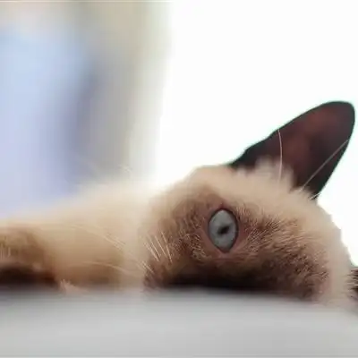 猫咪图片大全可爱头像-可爱头像