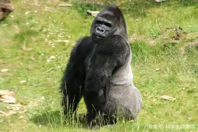 大猩猩为什么会左右捶胸?科学家揭开谜底,原因令很多人惊讶!