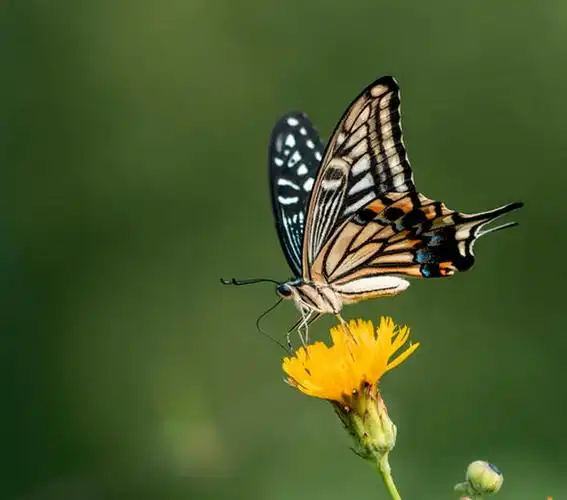 全球生物多样性信息平台gbif发布柑橘凤蝶数据