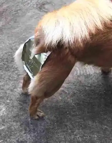 养狗狗最怕的一件事就是狗狗无休止的生宝宝,使得满大街的都是流浪狗