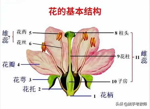 初中生物花的解剖图(生物课花的结构)(1)