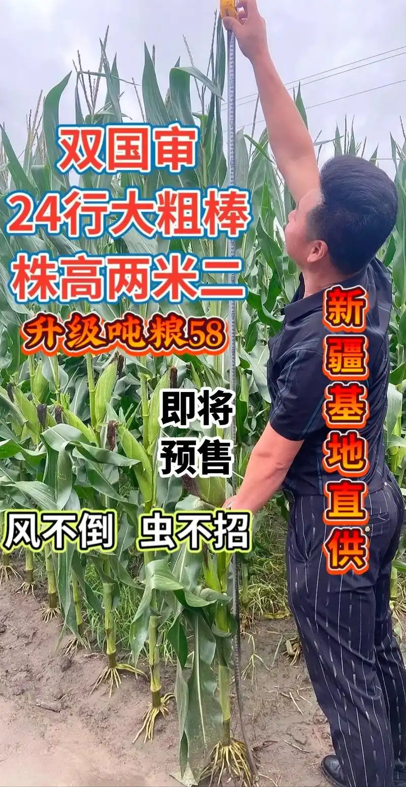高产玉米种子 #紫根紫杆高产大棒 #了解种植技术点红心关注 - 抖音
