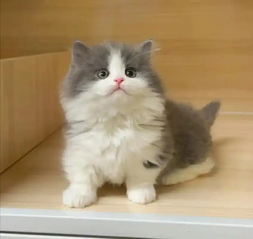 英短蓝白幼猫找主人.英短蓝白和纯蓝幼猫,幼猫一个月, 猫咪喂 - 抖音